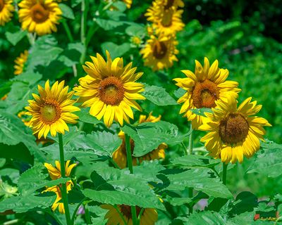Common Sunflowers (Helianthus annuus) (DFL1369)