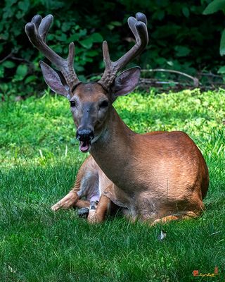 White-tailed Deer Buck with Velvet Antlers Chewing His Cud (Odocoileus virginianus) (DMAM0059)