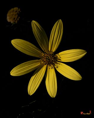 Pale-leaved Sunflower (Helianthus strumosus) (DFL1373)