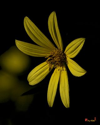 Pale-leaved Sunflower (Helianthus strumosus) (DFL1374)