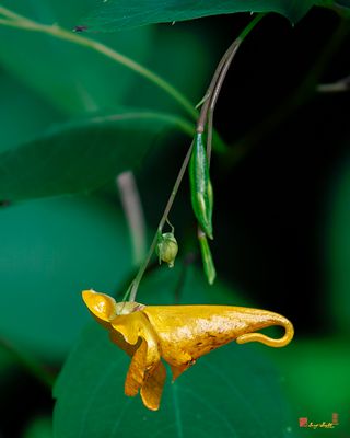 Orange Jewelweed Flower and Explosive Seed Pod (Impatiens capensis) (DFL1375)