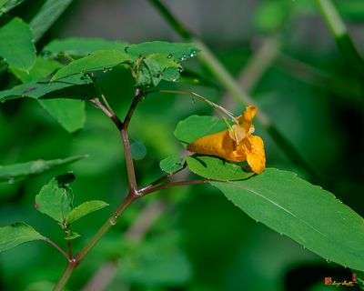 Orange Jewelweed (Impatiens capensis) (DFL1377)