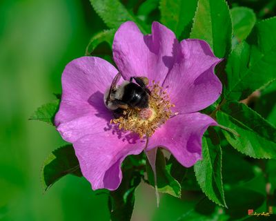 Swamp Rose (Rosa palustris) (DFL1379)
