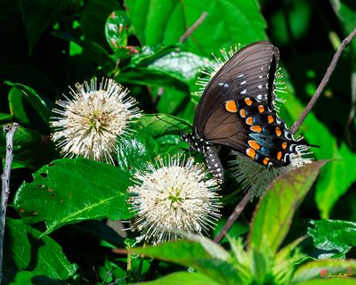 Spicebush Swallowtail (Papilio troilus) (DIN0386)