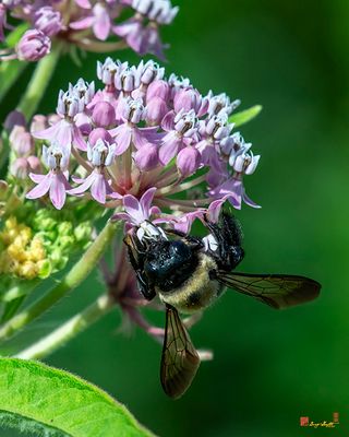 American Bumblebee (Bombus pensylvanicus) (DIN0389)