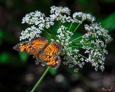 Pearl Crescent Butterfly (Phyciodes tharos) (DIN0390)