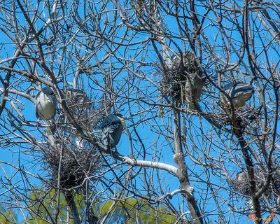 Black-crowned Night Heron Nests (Nycticorax nycticorax) (DMSB0254)