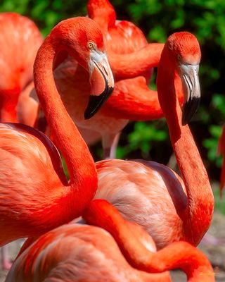American Flamingos (Phoenicopterus ruber) (DMSB0256)
