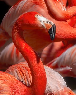 American Flamingo (Phoenicopterus ruber) (DMSB0257)