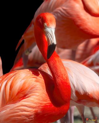 American Flamingo (Phoenicopterus ruber) (DMSB0258)