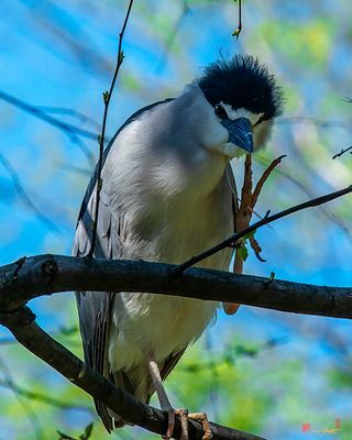 Black-crowned Night Heron Scratching (Nycticorax nycticorax) (DMSB0264)