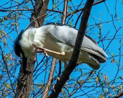 Black-crowned Night Heron Scratching (Nycticorax nycticorax) (DMSB0265)