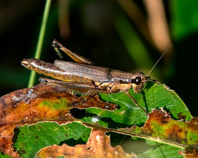 Differential Grasshopper (Melanoplus differentialis) (DIN0391)