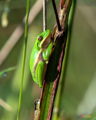 American Green Tree Frog (Hyla cinerea) (DAR064)