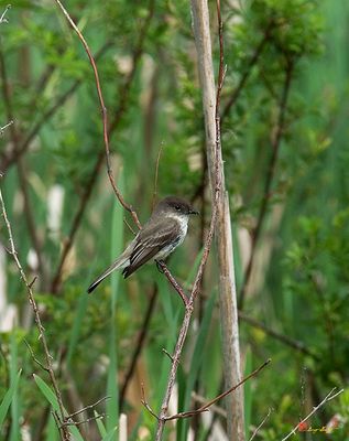 Eastern Phoebes