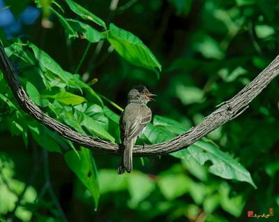 Eastern Phoebe (Sayornis phoebe) (DSB0101)