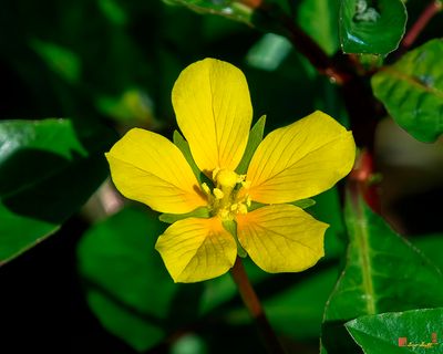 Creeping Primrose-willow (Ludwigia repens) (DFL1386)