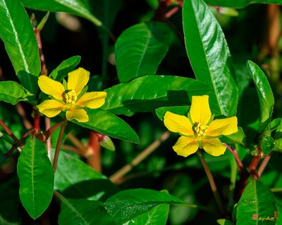 Creeping Primrose-willow (Ludwigia repens) (DFL1387)