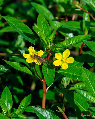 Creeping Primrose-willow (Ludwigia repens) (DFL1388)