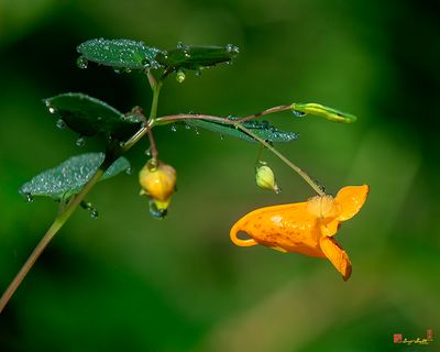 Orange Jewelweed (Impatiens capensis) (DFL1390)