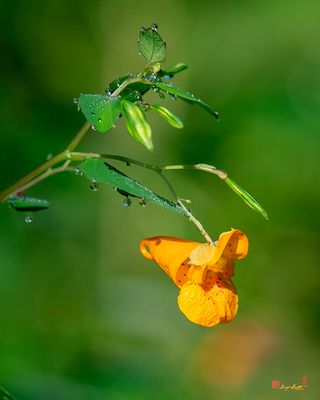 Orange Jewelweed (Impatiens capensis) (DFL1391)