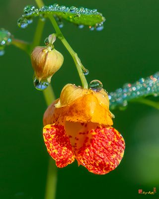 Orange Jewelweed (Impatiens capensis) (DFL1393)