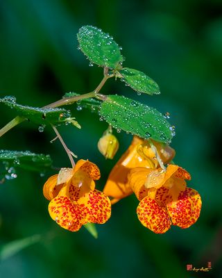 Orange Jewelweed (Impatiens capensis) (DFL1394)