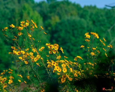 Swamp Sunflower or Narrow-leaved Sunflower (Helianthus angustifolius) (DFL1395)