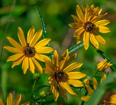 Swamp Sunflower or Narrow-leaved Sunflower (Helianthus angustifolius) (DFL1397)