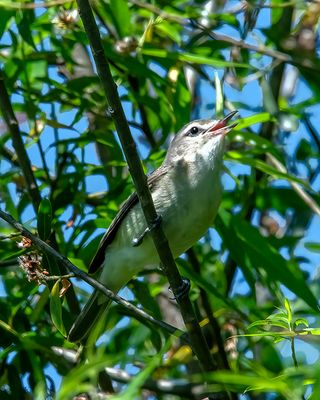 Red-eyed Vireos