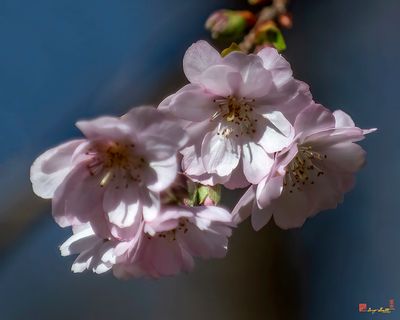 Double-flowering Plum (Prunus x blireiana) (DHC0035)