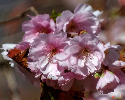 Double-flowering Plum (Prunus x blireiana) (DHC0036)
