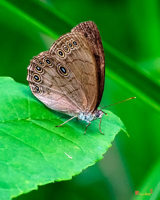 Appalachian Brown or Woods Eyed Brown (Satyrodes appalachia) (DIN0396)