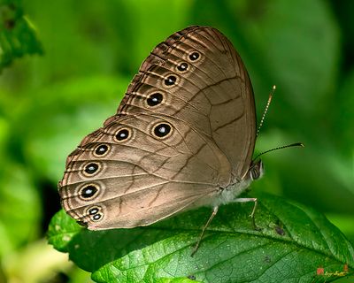 Appalachian Brown or Woods Eyed Brown (Satyrodes appalachia) (DIN0397)