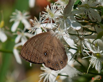 Appalachian Brown or Woods Eyed Brown Butterflies
