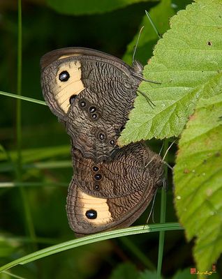 Mating Pair of Common Wood Nymphs (Cercyonis pegala) (DIN0011)