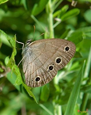 Carolina Satyr Butterfly (Hermeuptychia sosybius) (DIN0006)