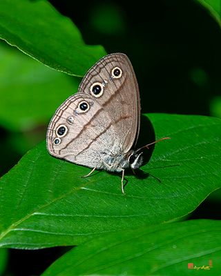 Carolina Satyr Butterfly (Hermeuptychia sosybius) (DIN0381)