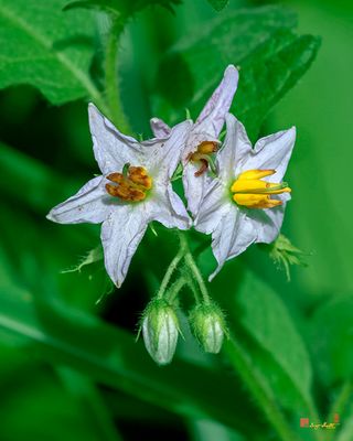 Carolina Horsenettle (Solanum carolinense) (DFL1406)