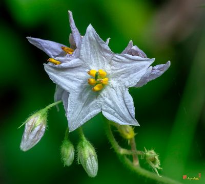 Carolina Horsenettle (Solanum carolinense) (DFL1407)