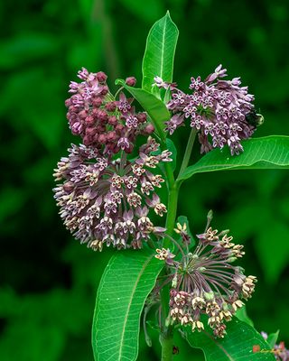 Common Milkweed (Asclepias syriaca) (DFL1409)