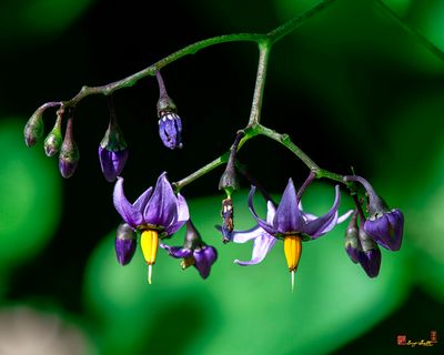 Bittersweet Nightshade or Climbing Nightshade (Solanum dulcamara) (DFL1411)