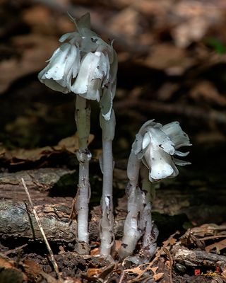 Indian Pipes, Indian Ghost Pipes, Corpse Plant, or One-flower Indian Pipes (Monotropa uniflora) (DFL1414)