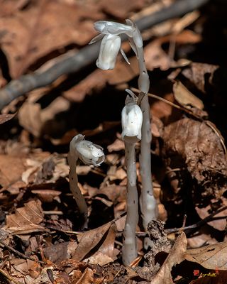 Indian Pipes, Indian Ghost Pipes, Corpse Plant, or One-flower Indian Pipes (Monotropa uniflora) (DFL1415)