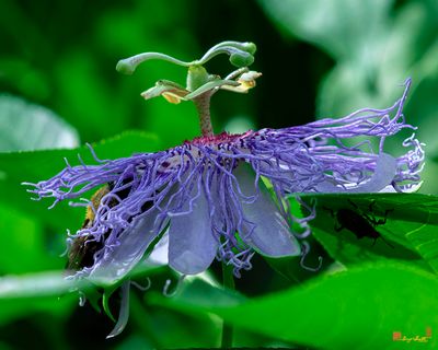 Maypop or Purple Passionflower with Bumblebee (Passiflora incarnata) (DFL1420)