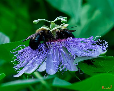 Maypop or Purple Passionflower with Bumblebees (Passiflora incarnata) (DFL1421)