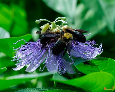 Maypop or Purple Passionflower with Bumblebees (Passiflora incarnata) (DFL1422)