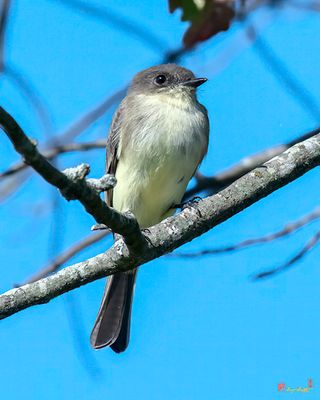 Eastern Phoebe on the Lookout for an Insect (Sayornis phoebe) (DSB0418)
