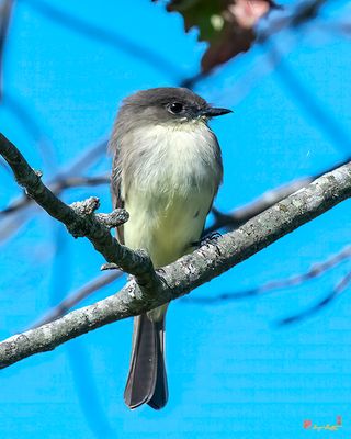 Eastern Phoebe on the Lookout for an Insect (Sayornis phoebe) (DSB0419)