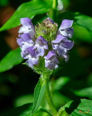 Common Selfheal or Heal-all